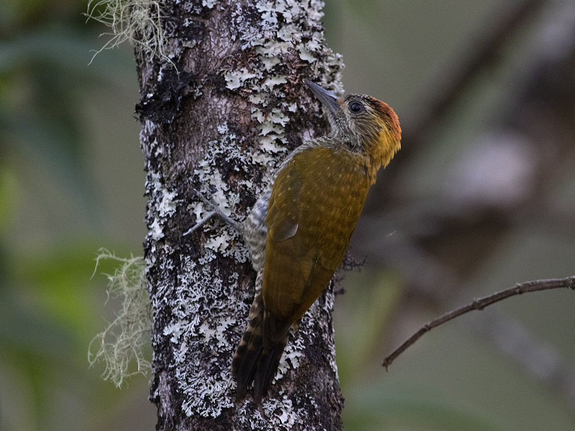 Yellow-eared Woodpecker - ML331339231