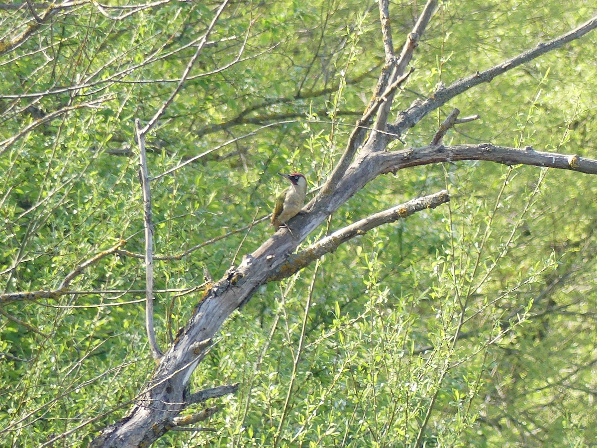 Eurasian Green Woodpecker - ML331342881