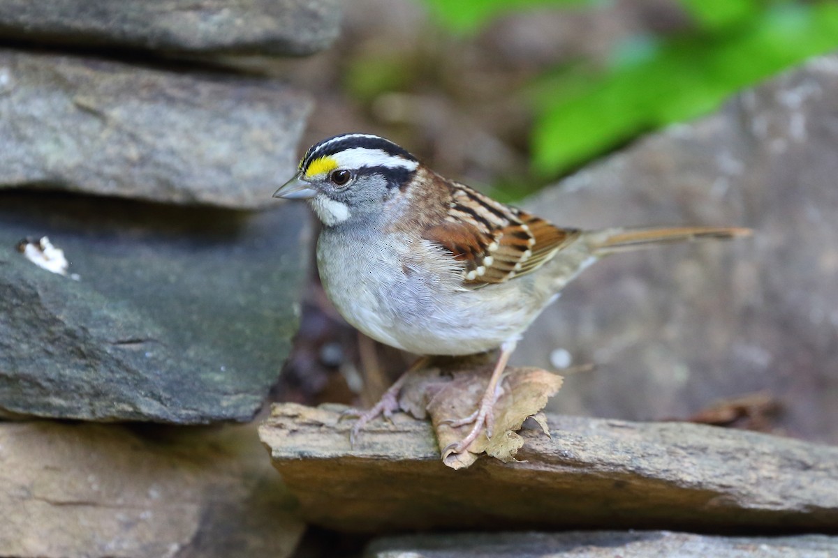 White-throated Sparrow - ML331345181