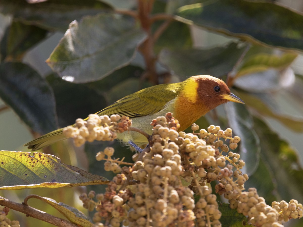 Rufous-headed Tanager - ML331346321