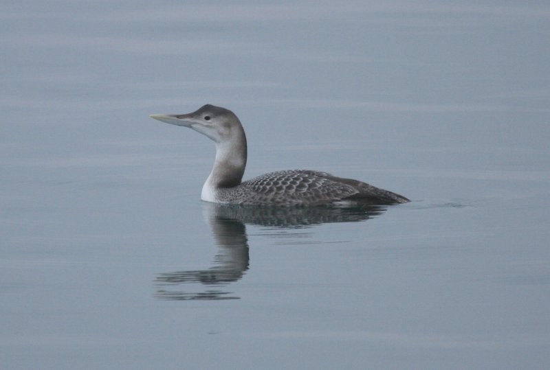 Yellow-billed Loon - Travis Young