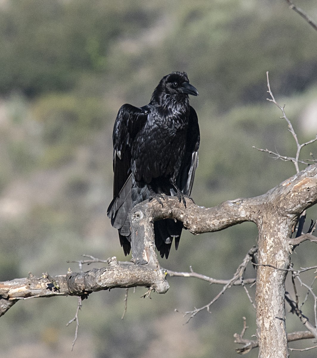 Common Raven - ML331352781
