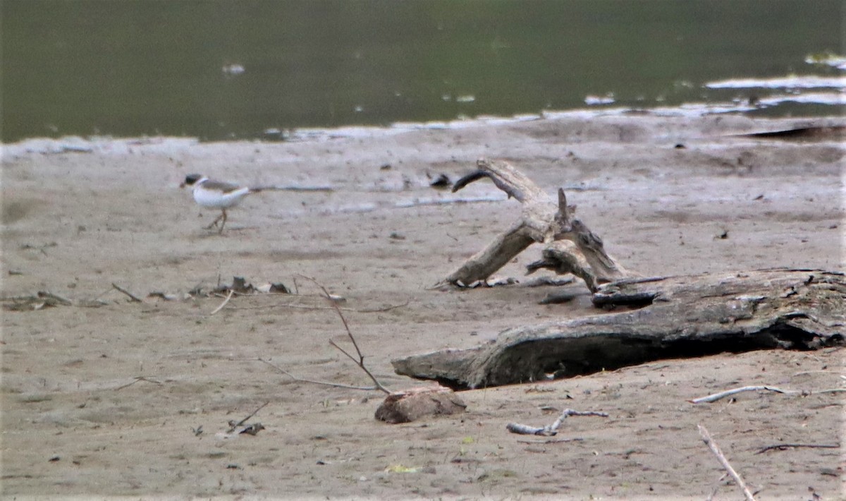 Semipalmated Plover - ML331353911