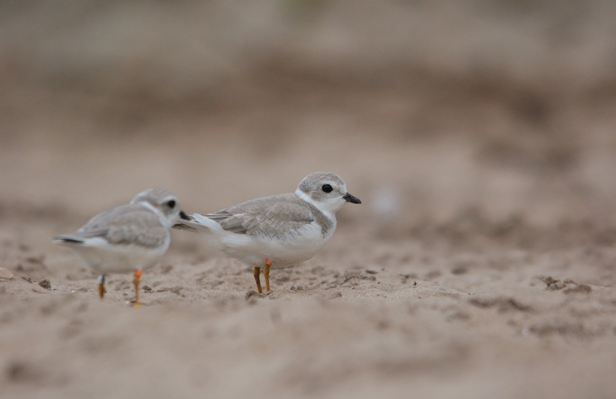 Piping Plover - ML33135421