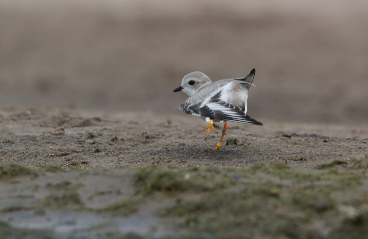 Piping Plover - ML33135431