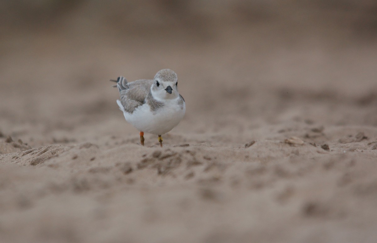 Piping Plover - ML33135451