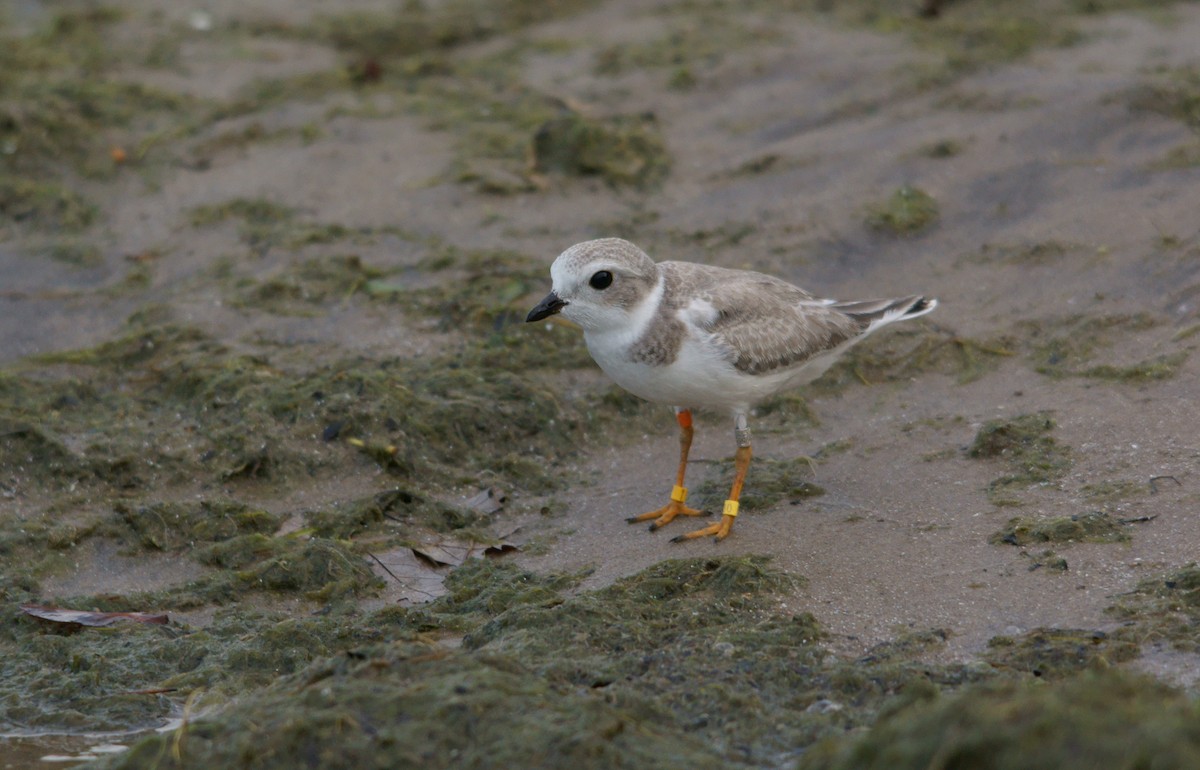 Piping Plover - ML33135471