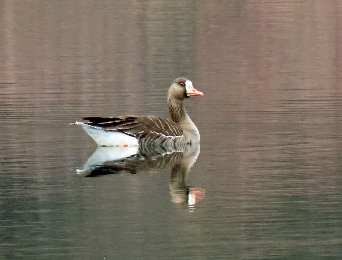 Greater White-fronted Goose - ML331355081