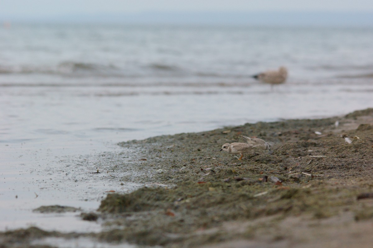 Piping Plover - ML33135511