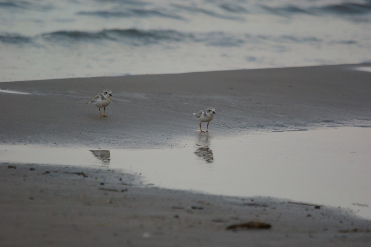Piping Plover - ML33135601