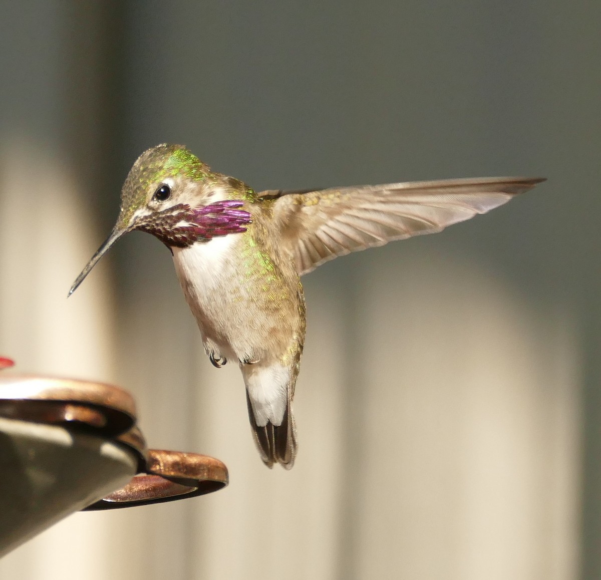 Calliope Hummingbird - ML331356431