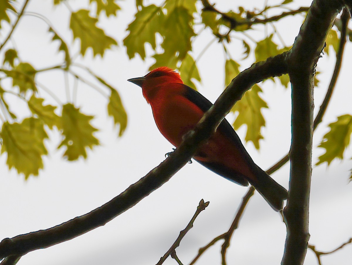 Scarlet Tanager - ML331362901