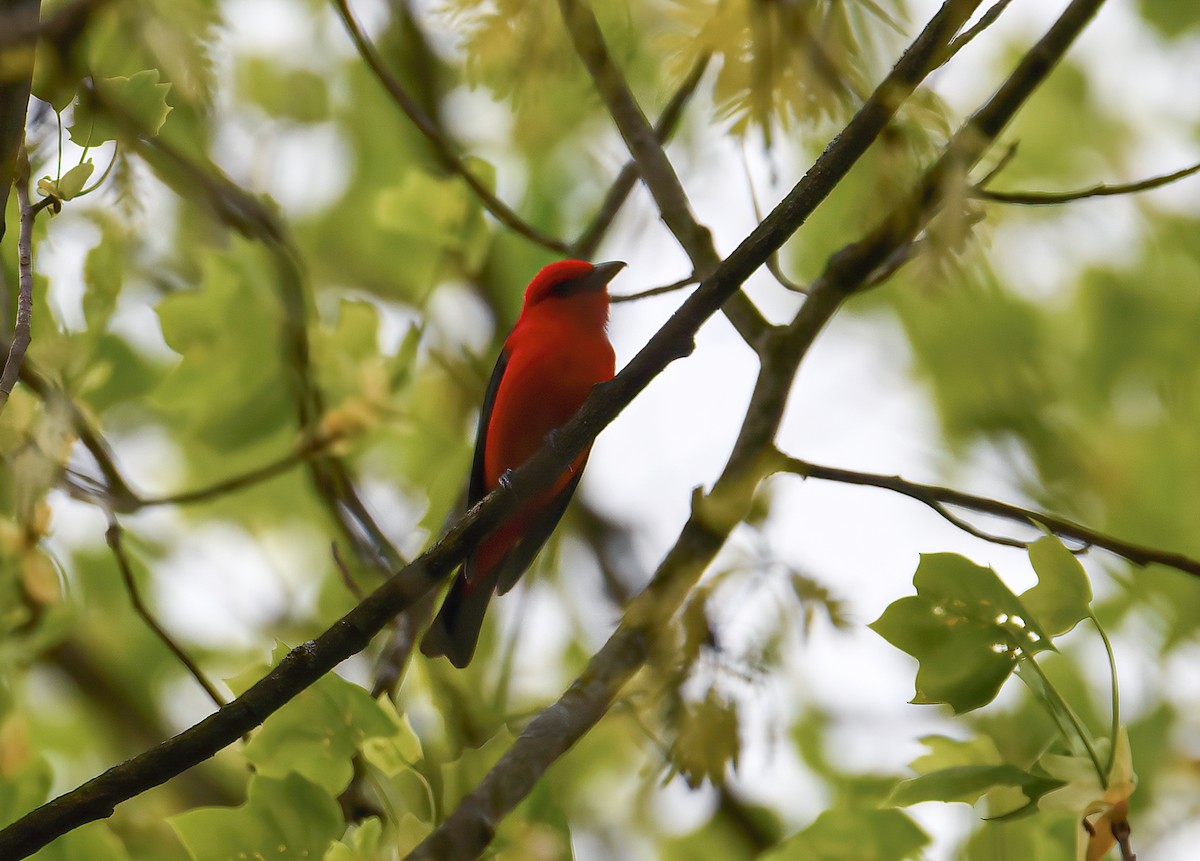 Scarlet Tanager - ML331363031