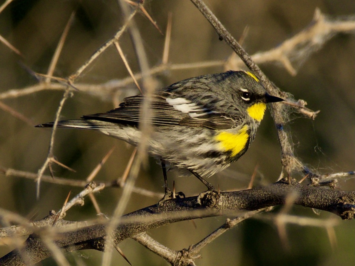 Yellow-rumped Warbler (Audubon's) - ML331373821