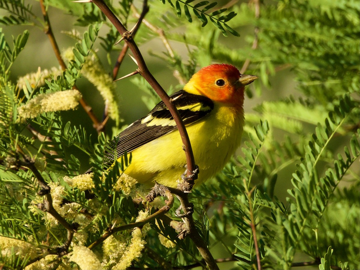 Western Tanager - ML331374081