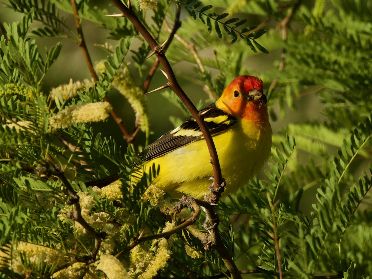 Western Tanager - ML331374131