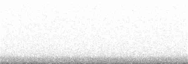 Western Grebe - ML331379201