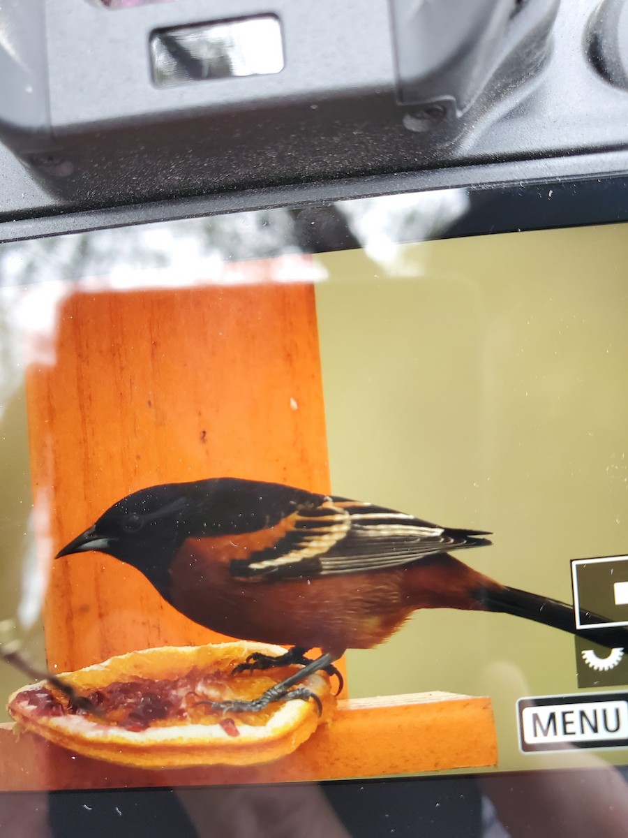 Orchard Oriole - ML331383121