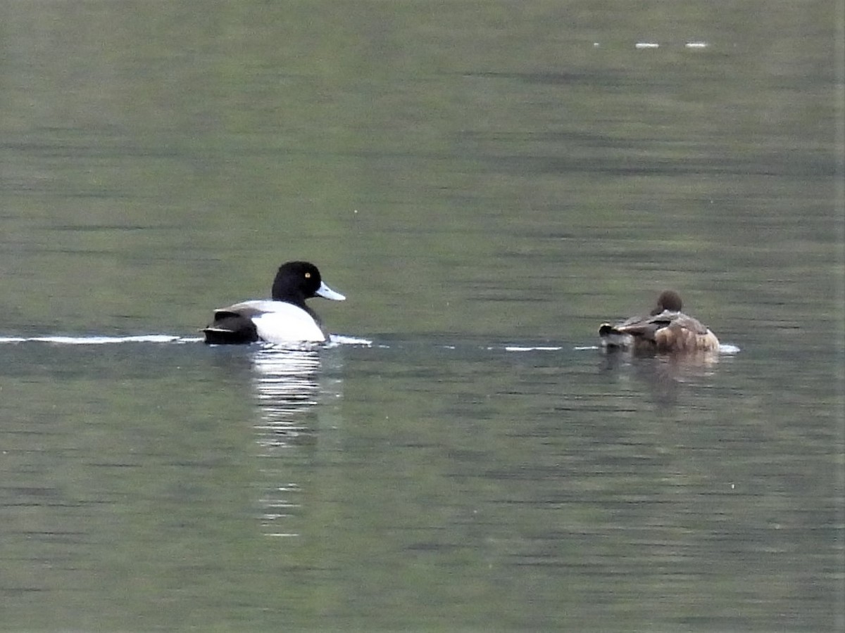 Greater Scaup - ML331386151