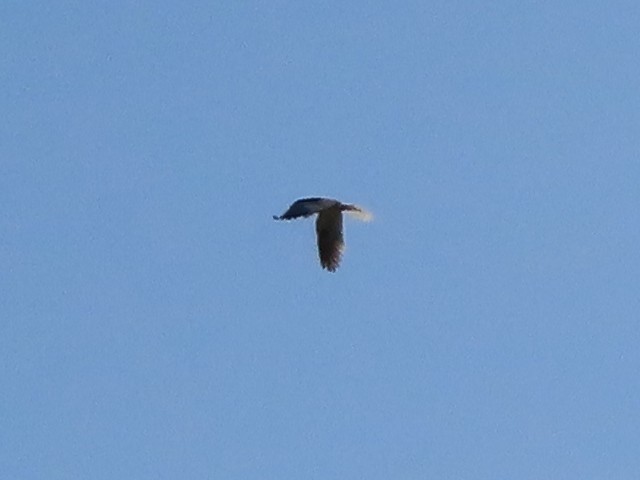 White-tailed Kite - ML331390191