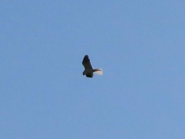 White-tailed Kite - ML331390211