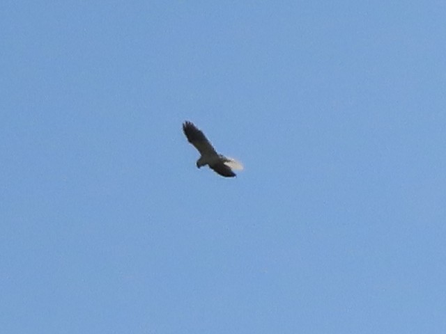 White-tailed Kite - ML331390491