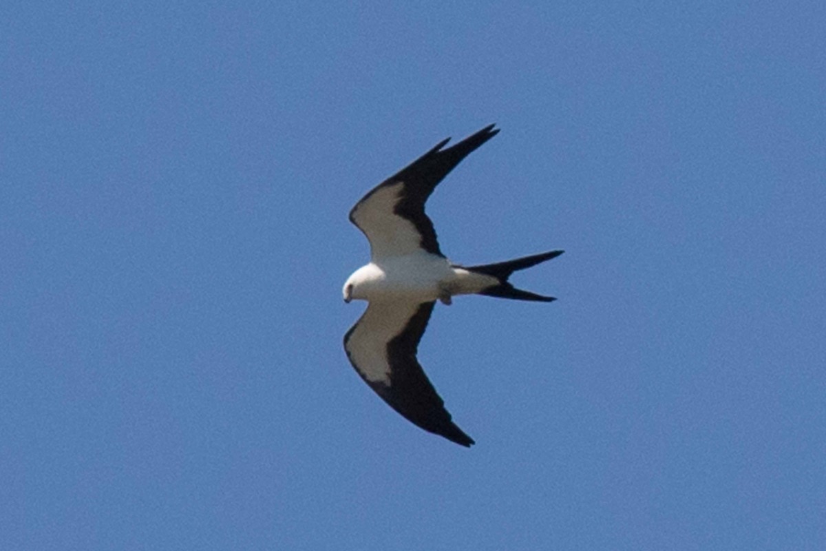 Swallow-tailed Kite - Linda Rudolph