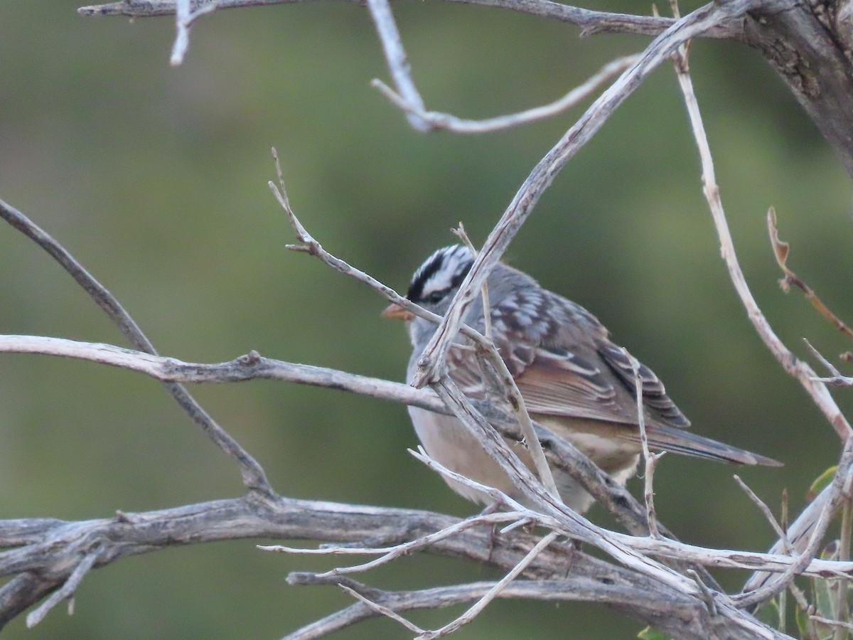 White-crowned Sparrow - ML331394671