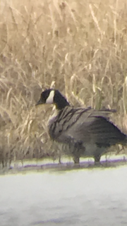Cackling Goose (Richardson's), ML331397271