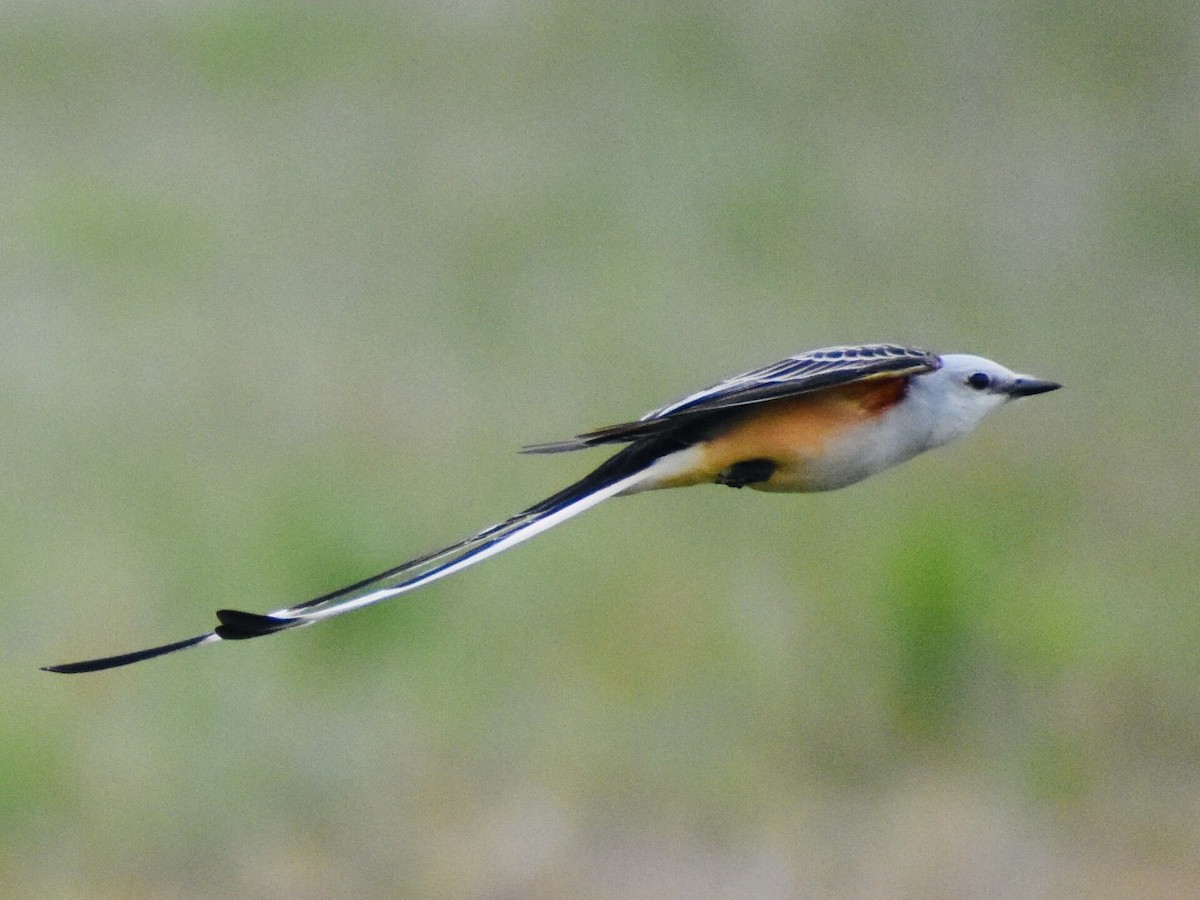 Scissor-tailed Flycatcher - ML331401321