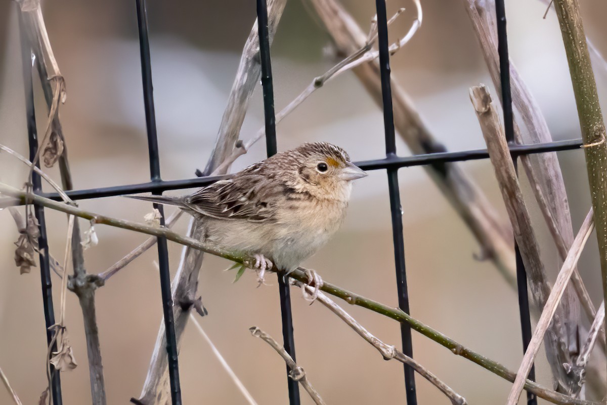 Grasshopper Sparrow - Anonymous eBirber