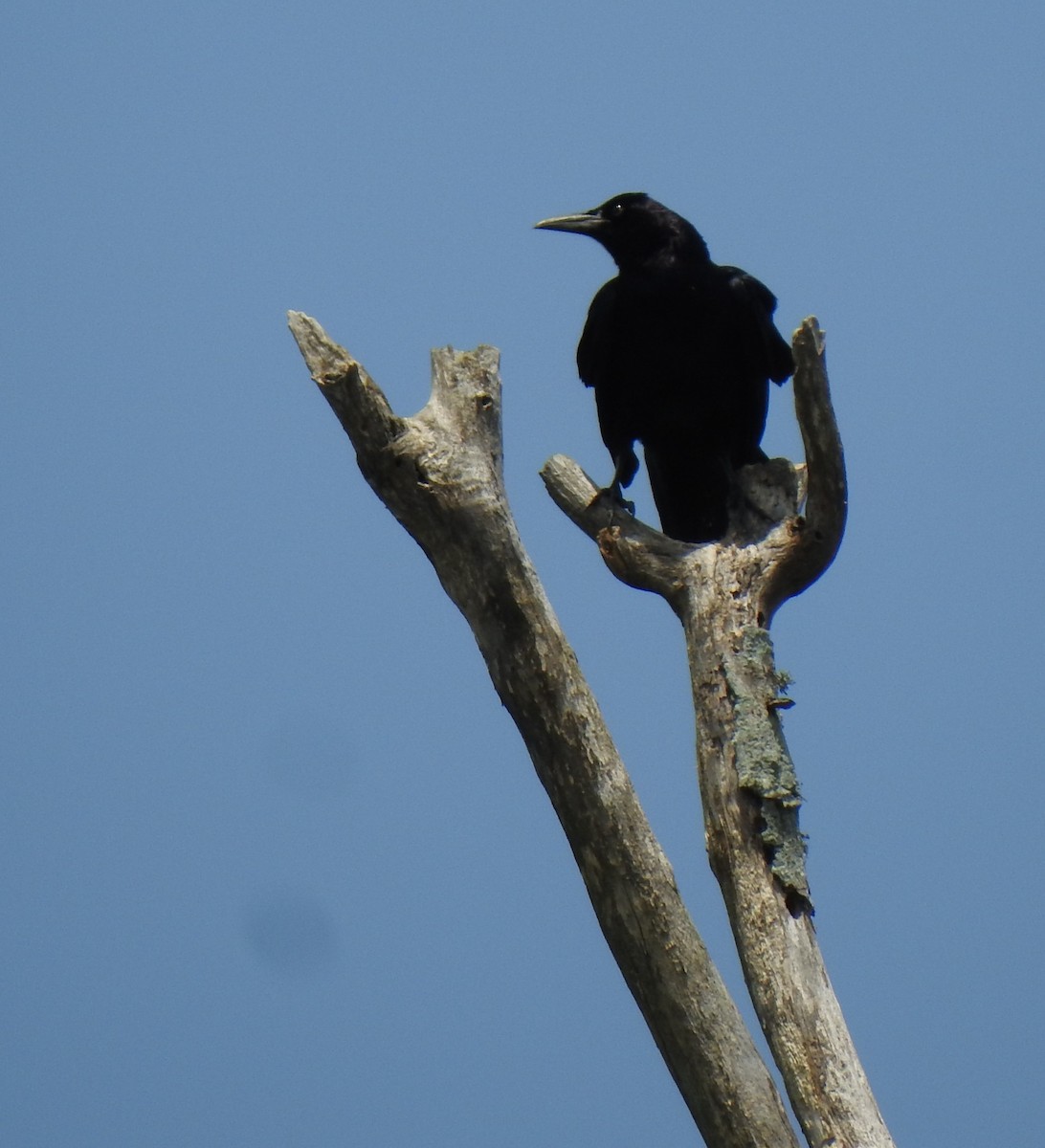 Boat-tailed Grackle - ML331404351