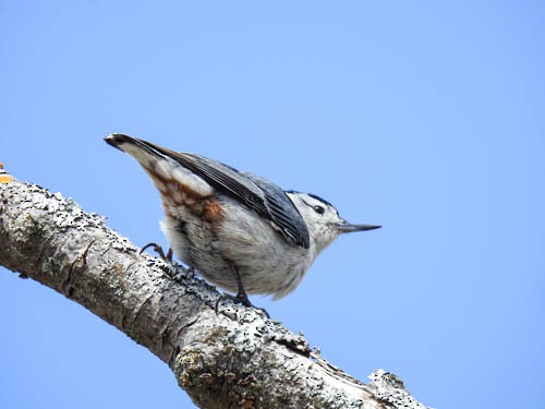 White-breasted Nuthatch - Julie Perrin
