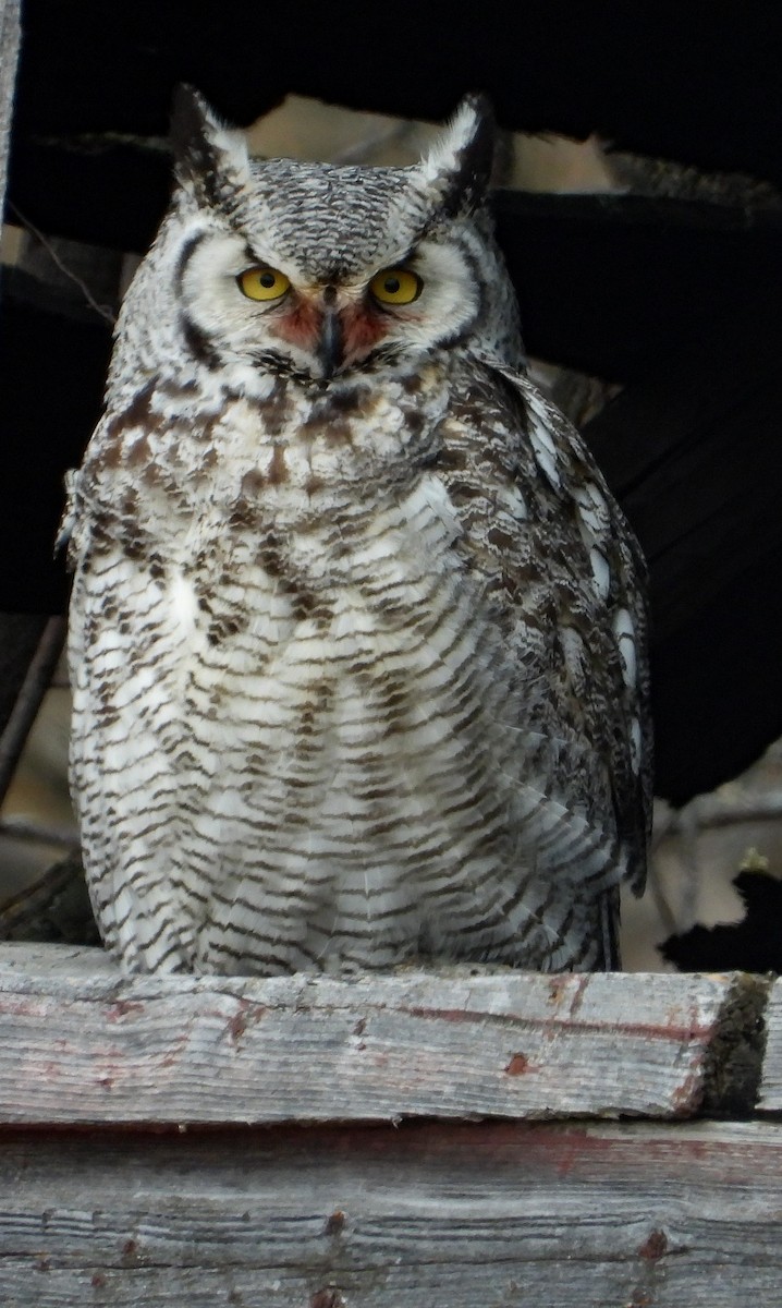 Great Horned Owl - Richard Klauke