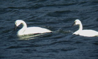 Tundra Swan, ML33141371