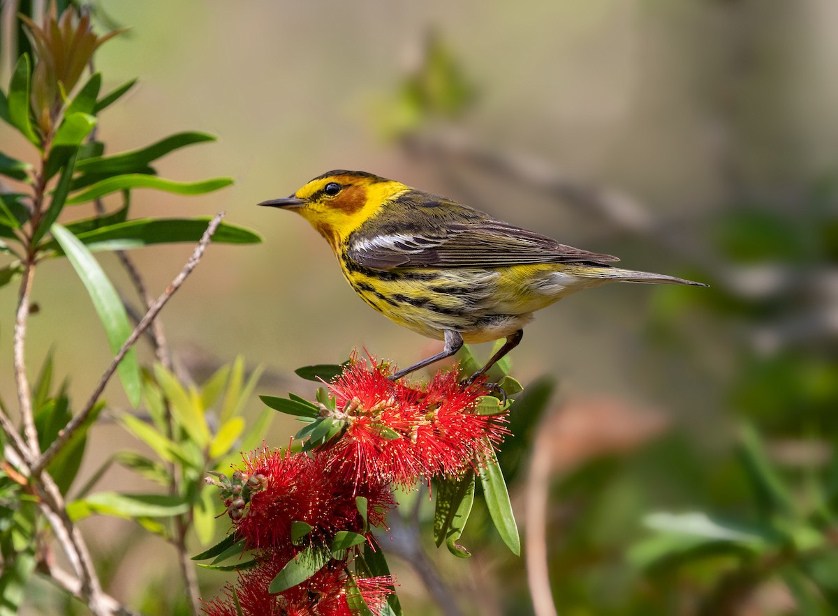 Cape May Warbler - ML331416331