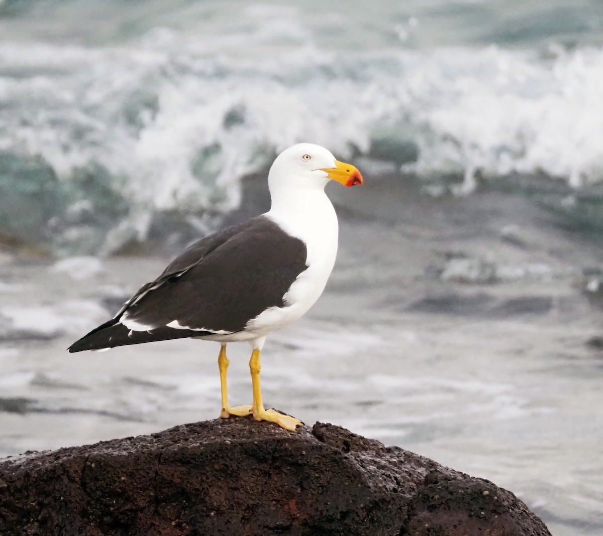 Pacific Gull - Steve Law