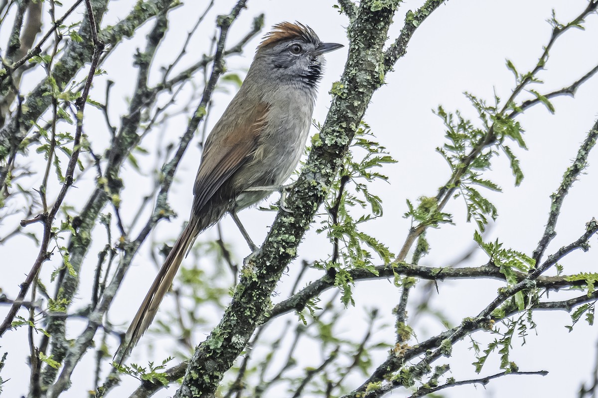 Sooty-fronted Spinetail - ML331425721