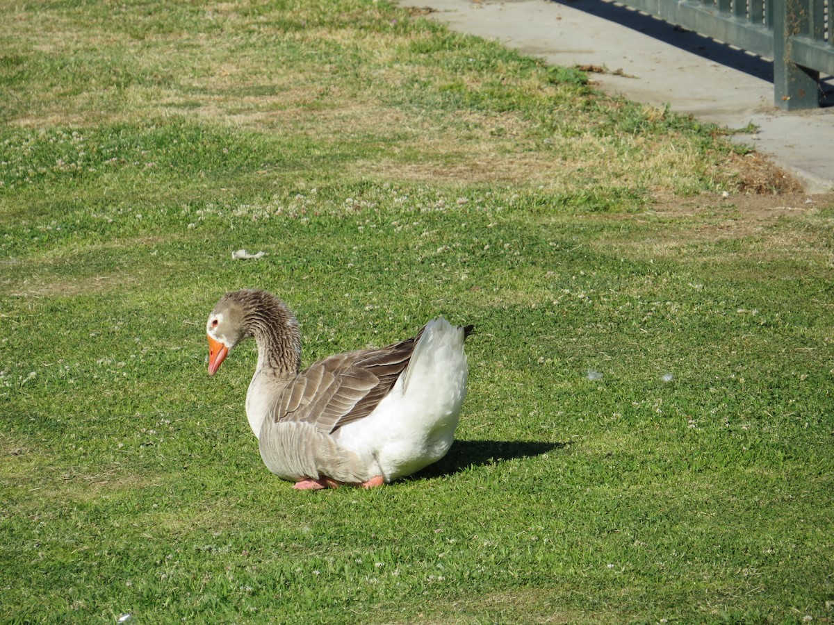 Graylag Goose (Domestic type) - ML331428191