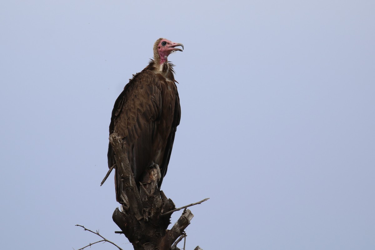 Hooded Vulture - ML331435021