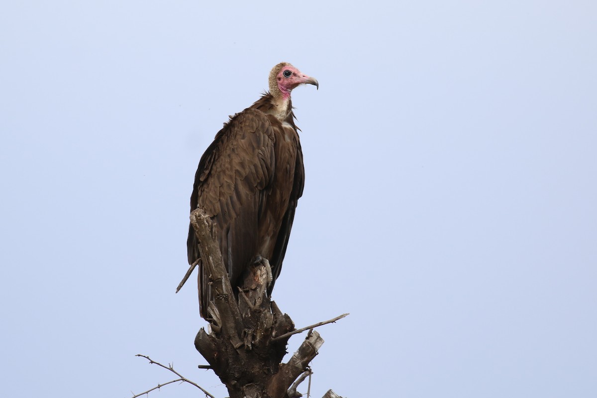 Hooded Vulture - ML331435711