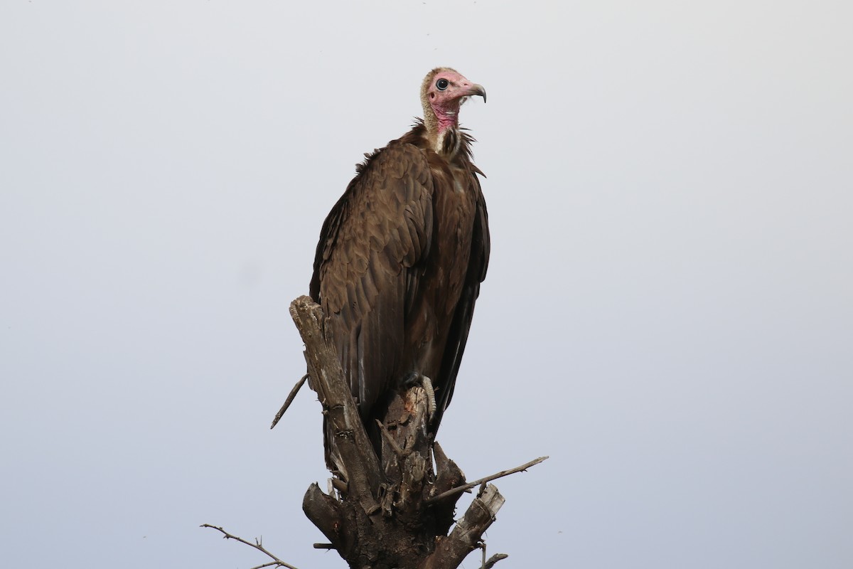Hooded Vulture - ML331435901