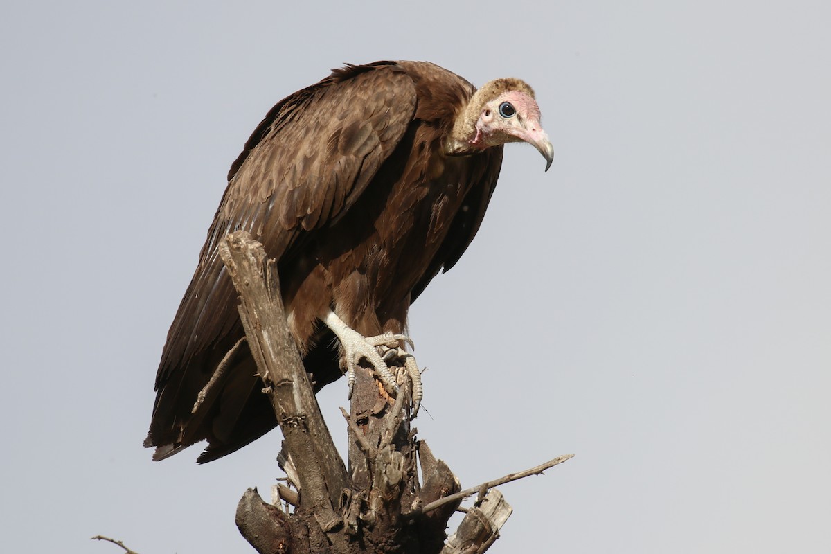 Hooded Vulture - ML331436201