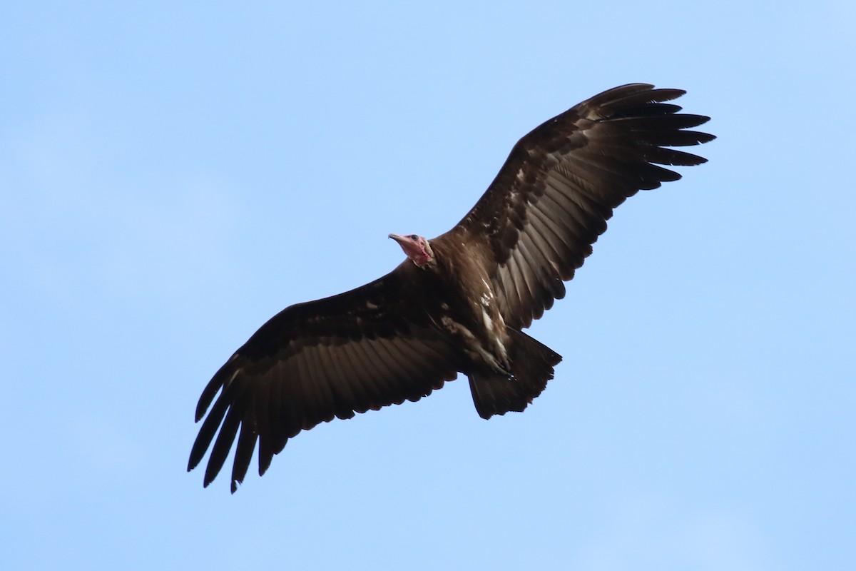 Hooded Vulture - ML331436311