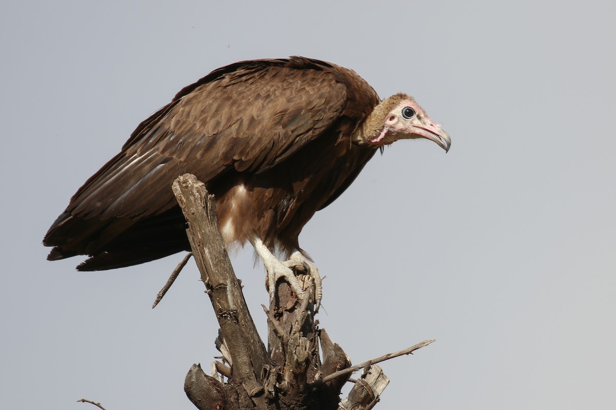 Hooded Vulture - Fikret Ataşalan