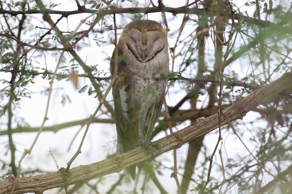 Barn Owl - Fikret Ataşalan