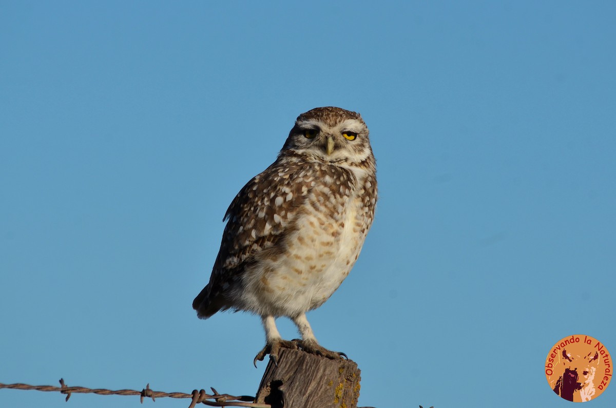 Burrowing Owl - ML33144051