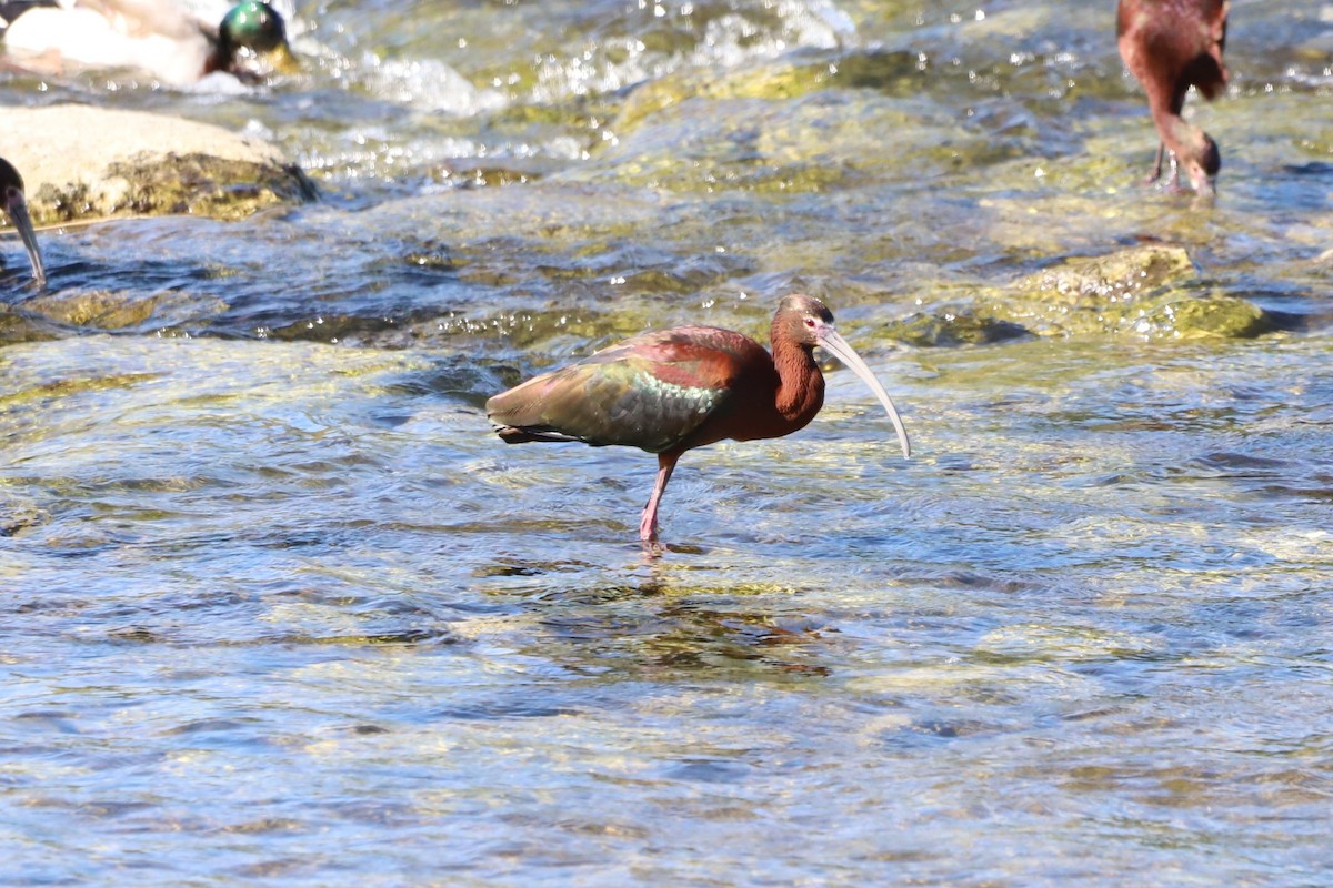 ibis americký - ML331443351