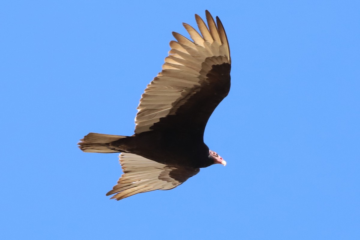 Turkey Vulture - Shorty Veliz