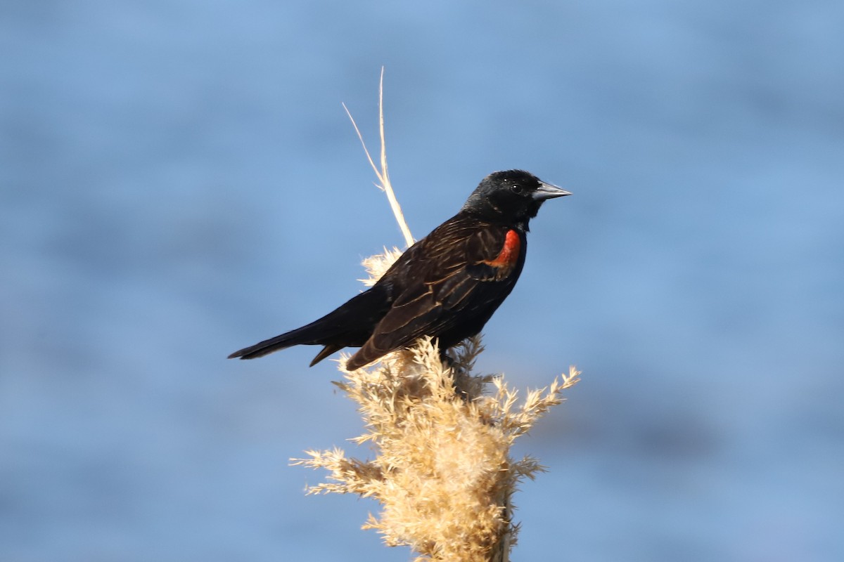 Red-winged Blackbird - ML331444001